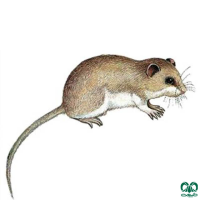 گونه سنجابک دم‌ موشی کپه داغ Masked Mouse-tailed Dormouse